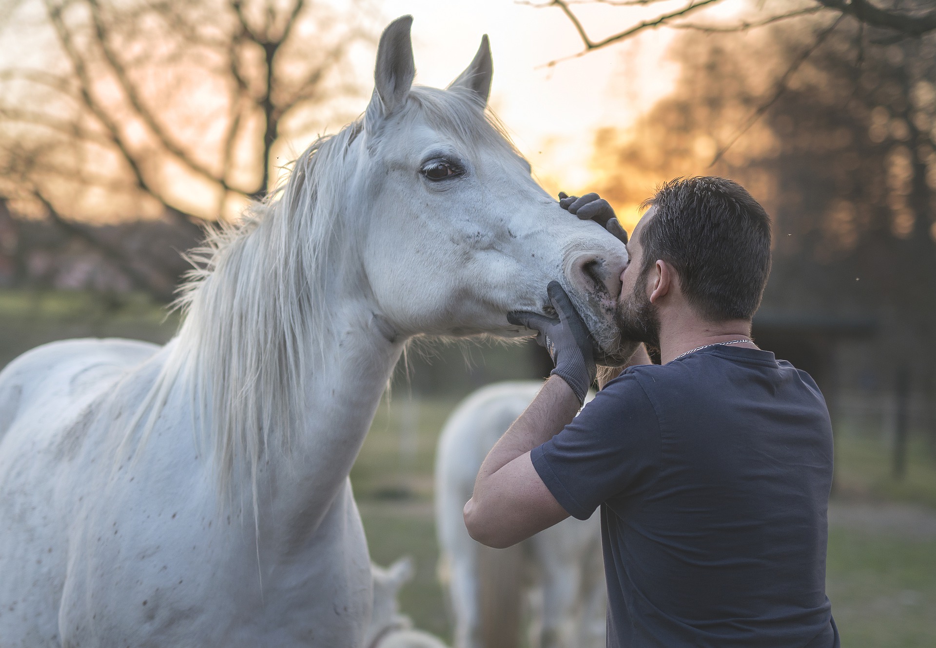 Een man kust een grijs paard.